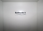 Rotbuche 2