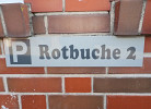 Rotbuche 2