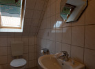 Rotbuche 1