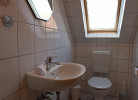 Rotbuche 2 